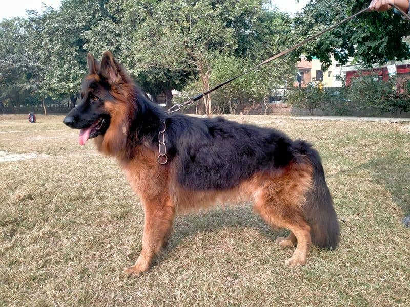 German shepherd long coat 7