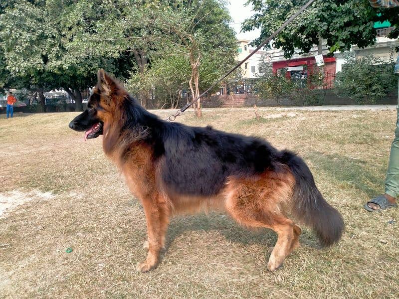 German shepherd long coat 8