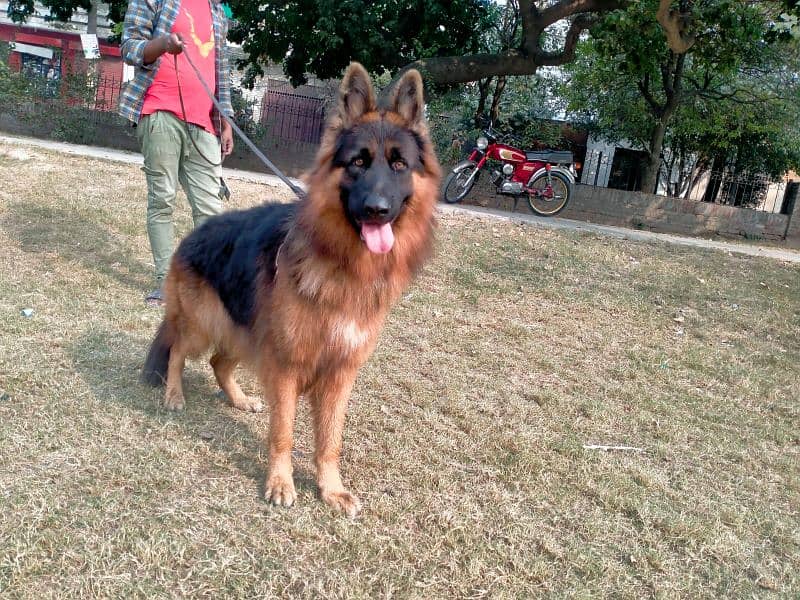 German shepherd long coat 9