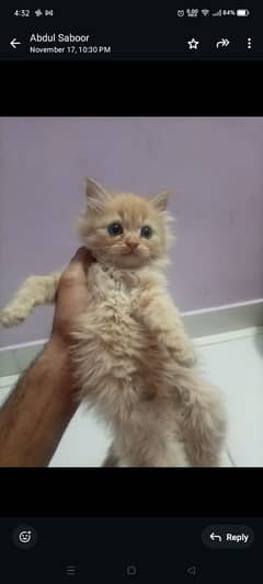 pure persian kittens n breeder cats