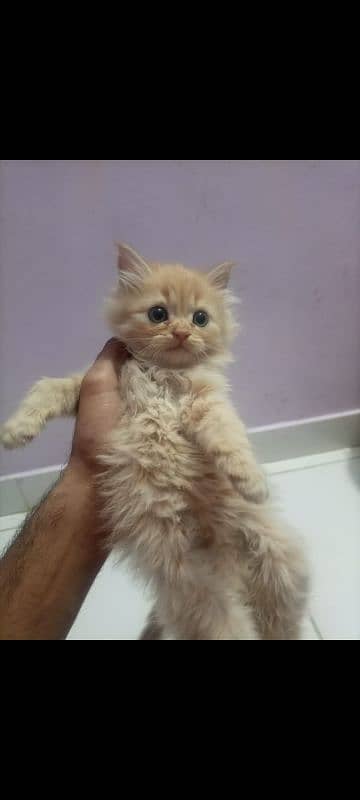 pure persian kittens n breeder cats 1