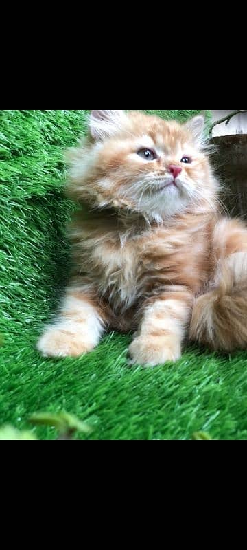 pure persian kittens n breeder cats 2