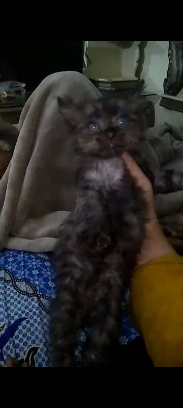 pure persian kittens n breeder cats 3