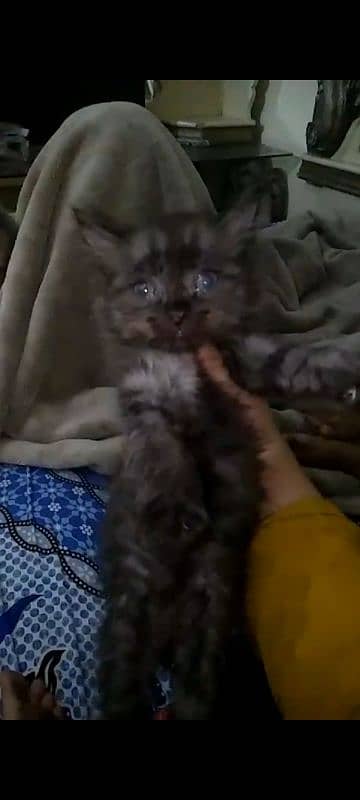 pure persian kittens n breeder cats 4