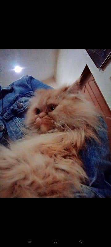 pure persian kittens n breeder cats 8