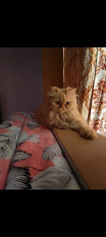 pure persian kittens n breeder cats 9