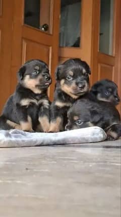 ROTTWEILER PUPPIES