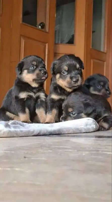 ROTTWEILER PUPPIES 0