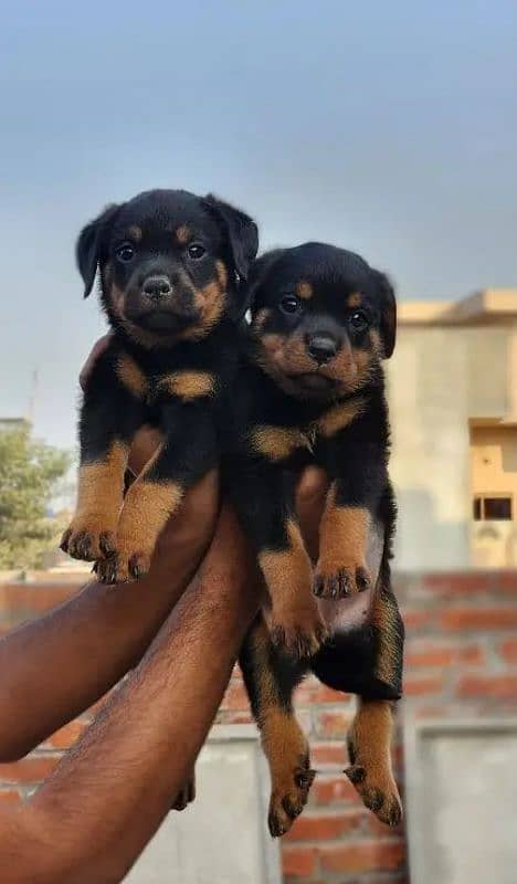 ROTTWEILER PUPPIES 1