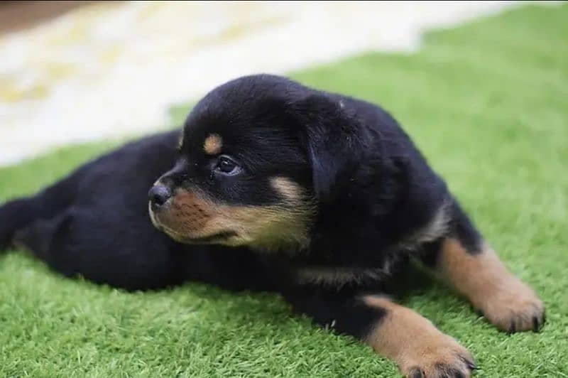 ROTTWEILER PUPPIES 2