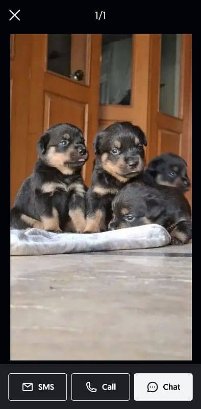 ROTTWEILER PUPPIES 3