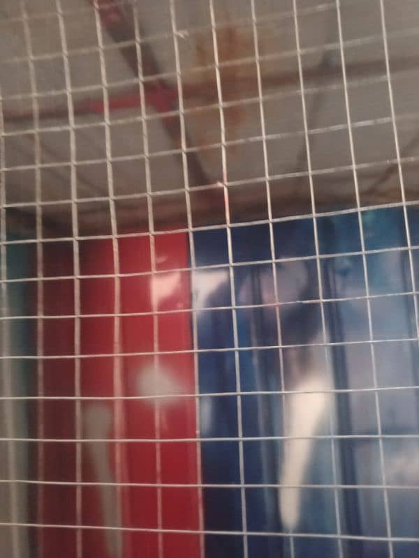 birds cage for sale 3