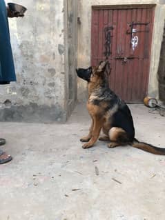 Non pedigree Female Gsd