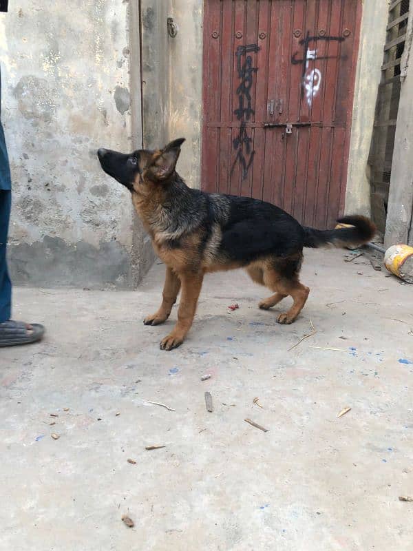 Non pedigree Female Gsd 1