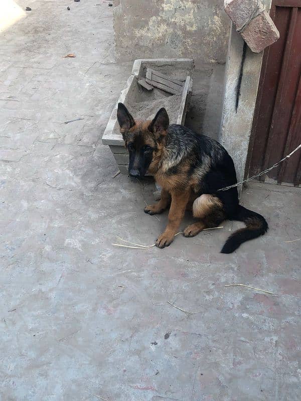 Non pedigree Female Gsd 2