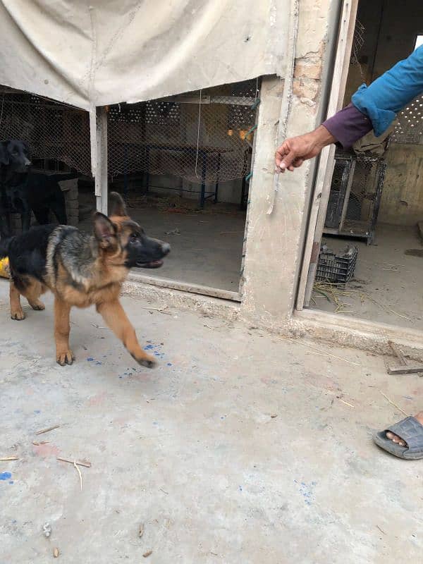 Non pedigree Female Gsd 3