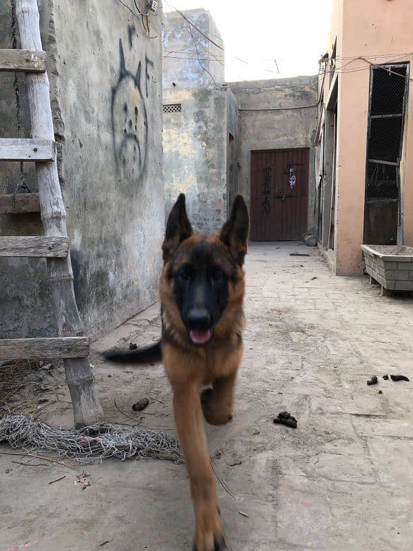 Non pedigree Female Gsd 4