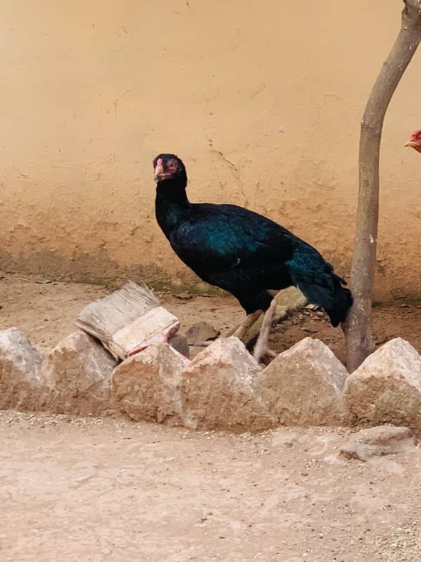 aseel lassani mushki black mianwali hen 0