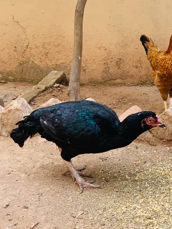 aseel lassani mushki black mianwali hen 2