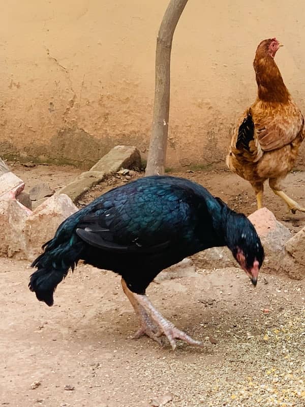 aseel lassani mushki black mianwali hen 3