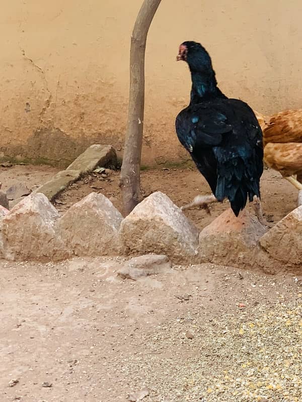 aseel lassani mushki black mianwali hen 4