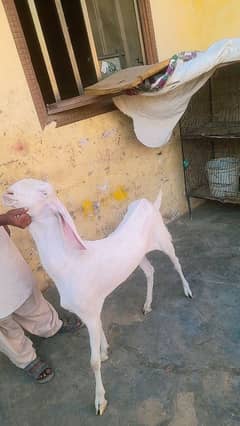 punjab cross gulabi  3 goats