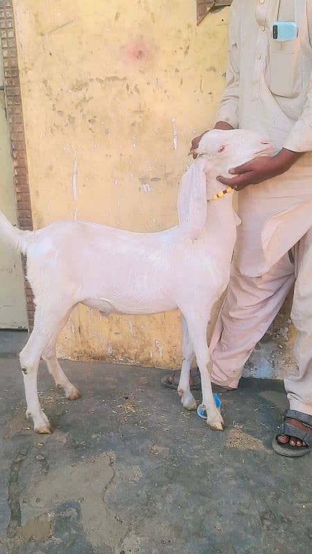 punjab cross gulabi  3 goats 1