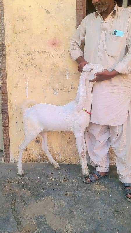 punjab cross gulabi  3 goats 2