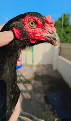 Pure Black Mushki/mushka Madi Hen Murgi Double Body