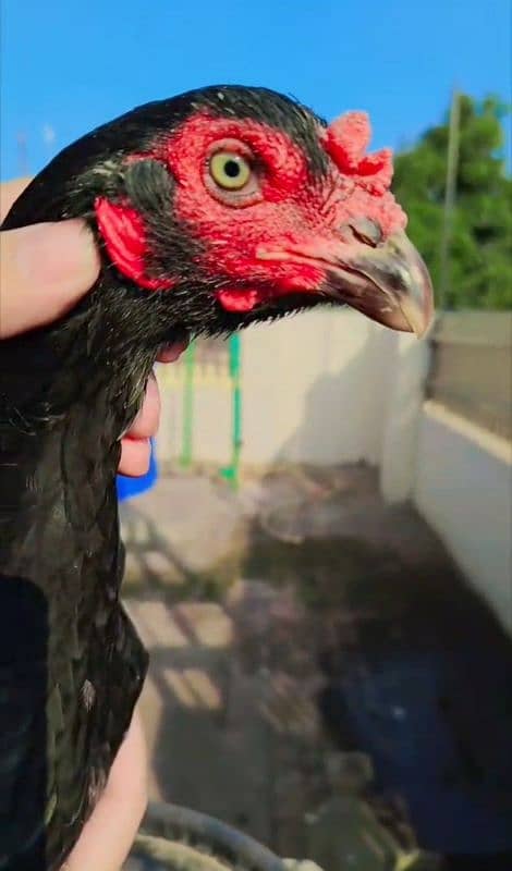 Pure Black Mushki/mushka Madi Hen Murgi Double Body 0