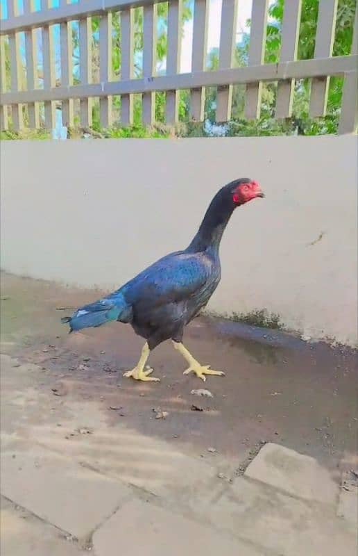 Pure Black Mushki/mushka Madi Hen Murgi Double Body 1