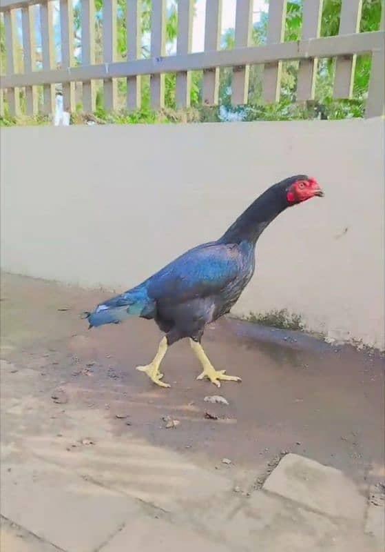 Pure Black Mushki/mushka Madi Hen Murgi Double Body 2