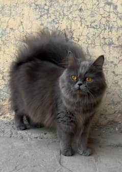 Persian female cat