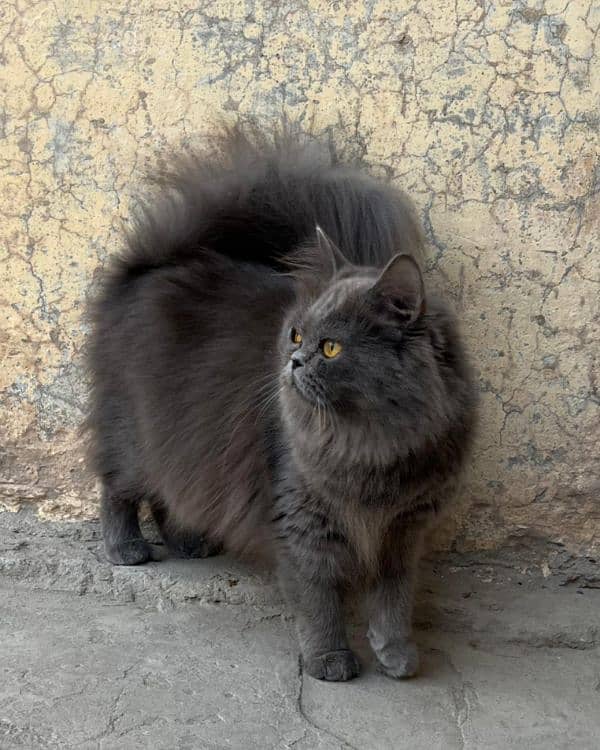 Persian female cat 1