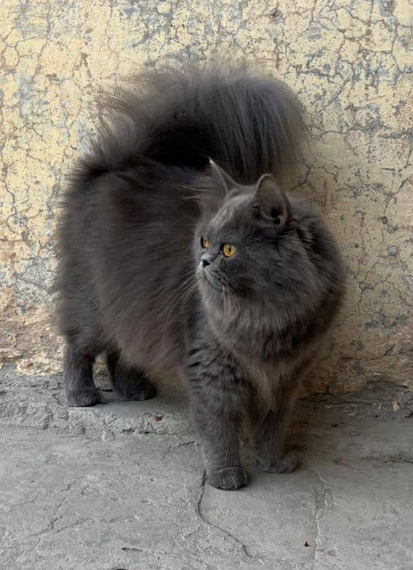 Persian female cat 2