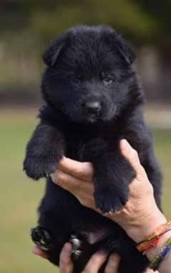 black German shepherd puppy full long coat