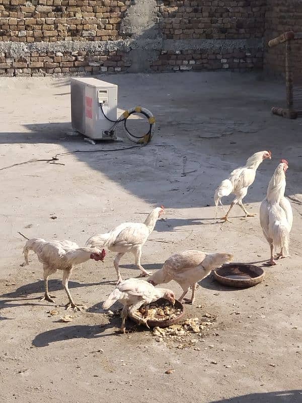 aseel white Murga for sale 2