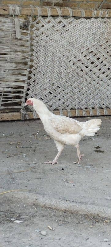 aseel white Murga for sale 3