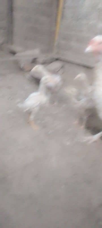 Heera chicks 1