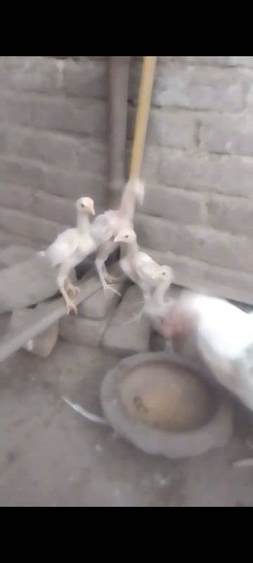 Heera chicks 0