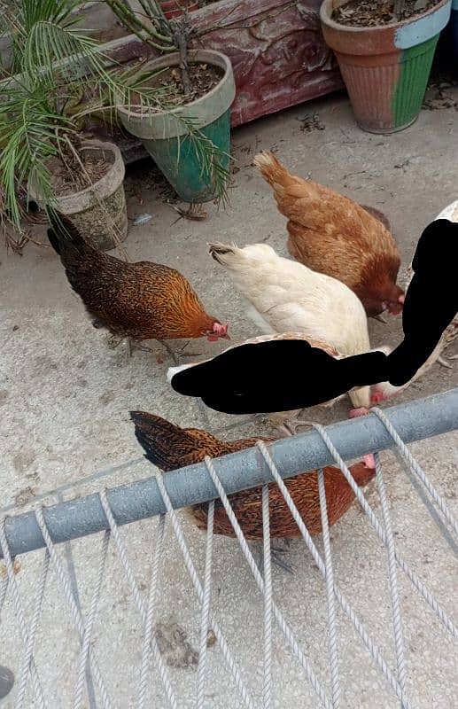 desi Hens (Ando wali murghi) 1