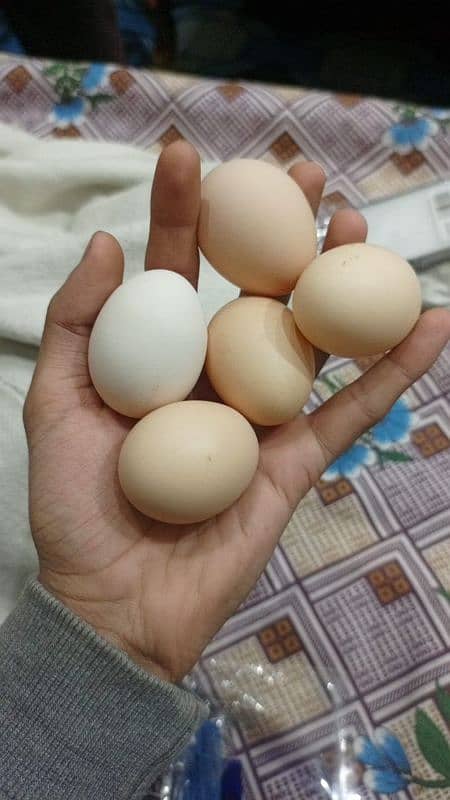 desi Hens (Ando wali murghi) 2