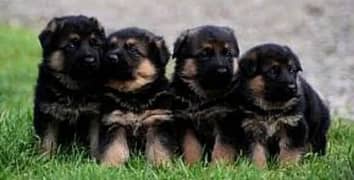 German Shepherd Puppies for Sale Male and Female only for Family