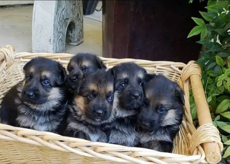 German Shepherd Puppies for Sale Male and Female only for Family 1