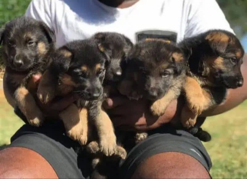 German Shepherd Puppies for Sale Male and Female only for Family 2