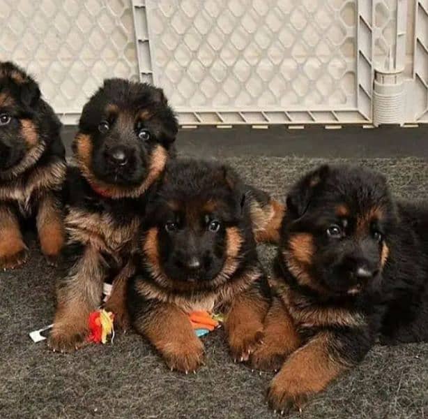 German Shepherd Puppies for Sale Male and Female only for Family 3