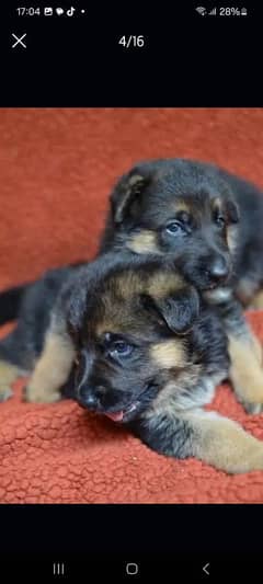 German Shepherd Puppies for Sale Male and Female only for Families