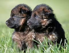 German Shepherd Puppies for Sale Male and Female only for Families