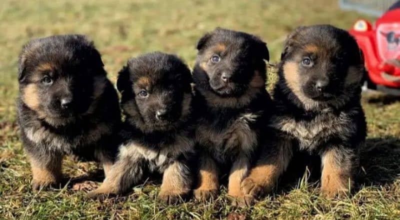 German Shepherd Puppies for Sale Male and Female only for Family 6