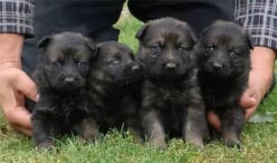 German Shepherd Puppies for Sale Male and Female only for Families